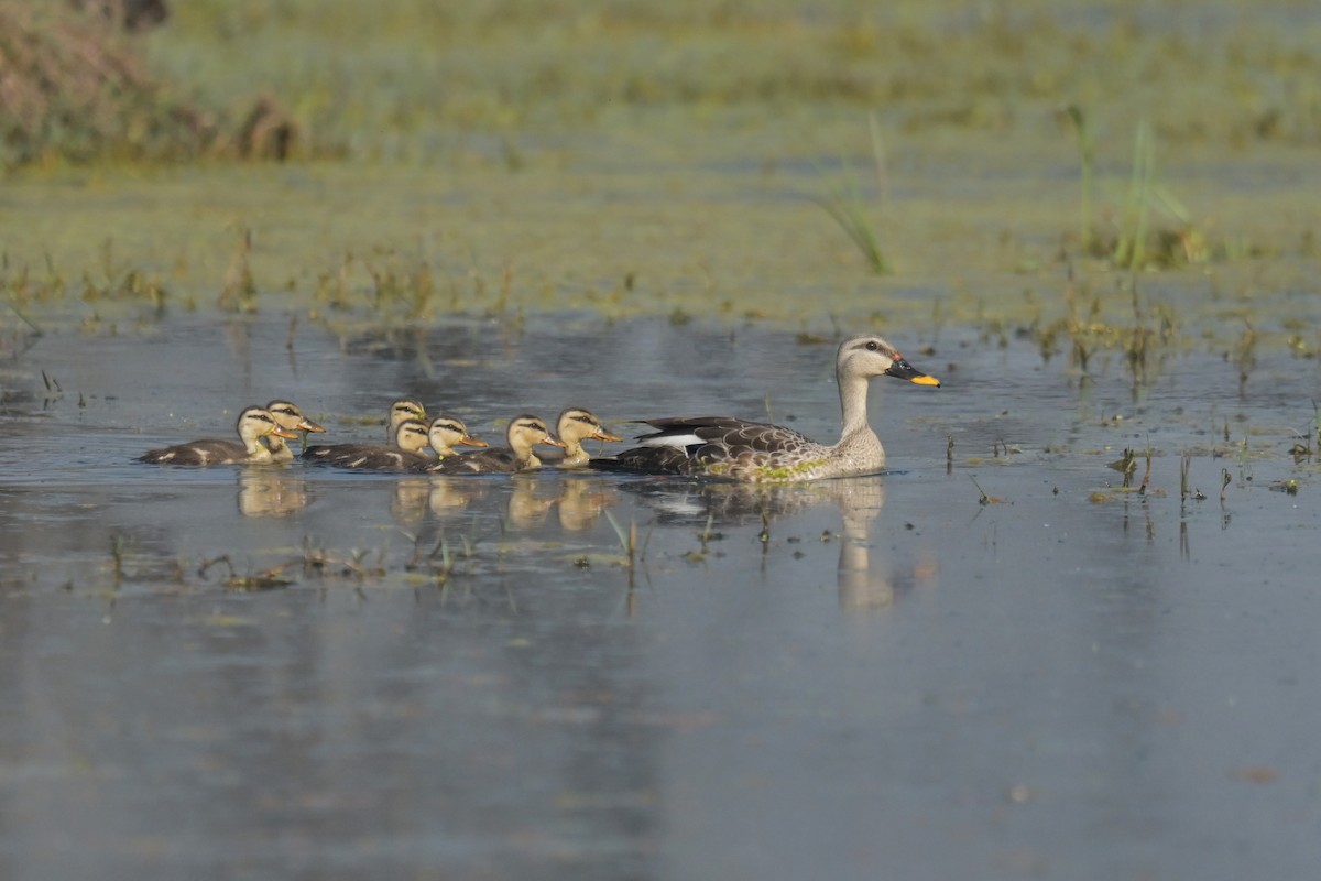 Indian Spot-billed Duck - ML641790147
