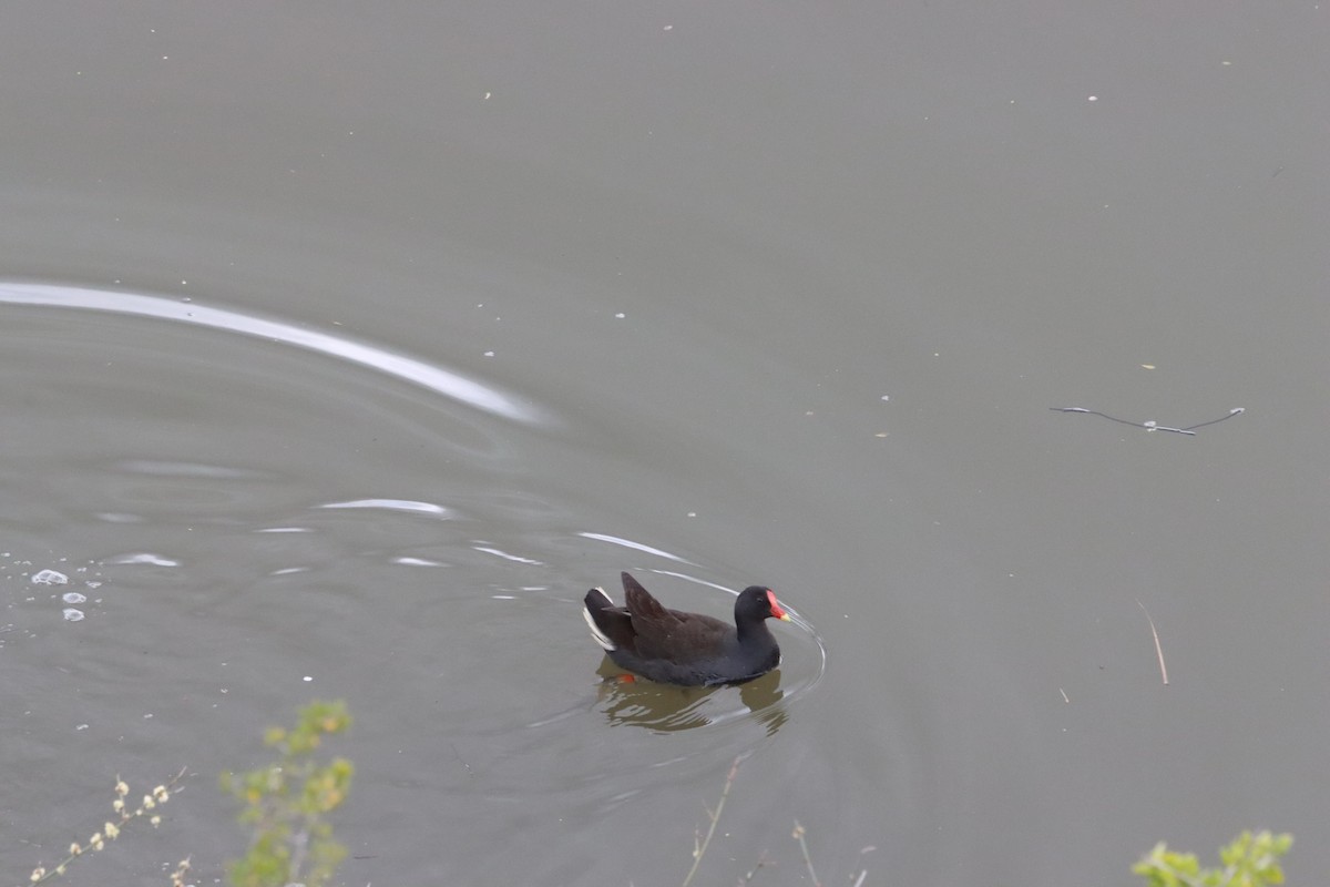 Dusky Moorhen - ML641790163