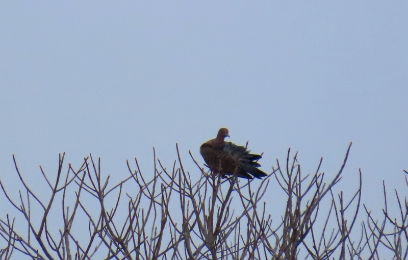 Pale-vented Pigeon - ML641790178