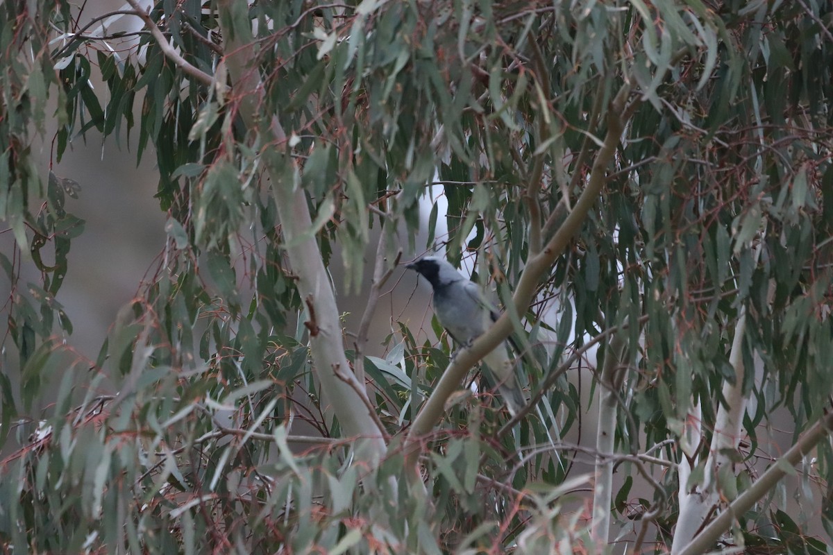 Black-faced Cuckooshrike - ML641790183