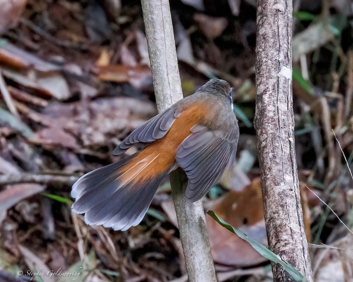 Australian Rufous Fantail - ML641790187