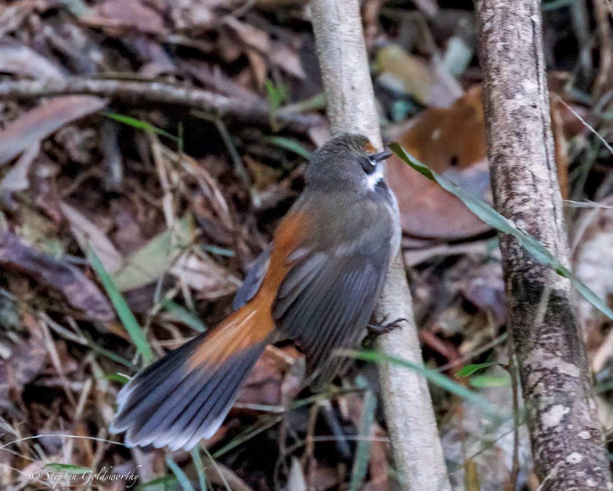 Australian Rufous Fantail - ML641790188