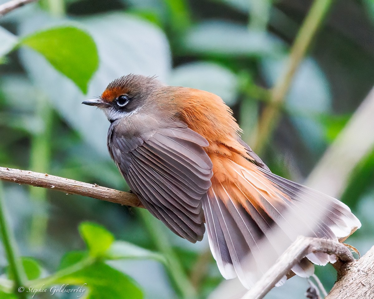 Australian Rufous Fantail - ML641790189