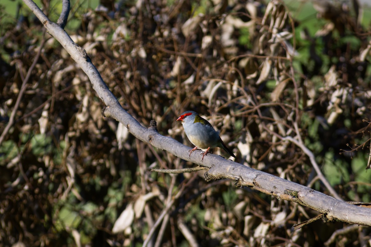 Red-browed Firetail - ML641790190