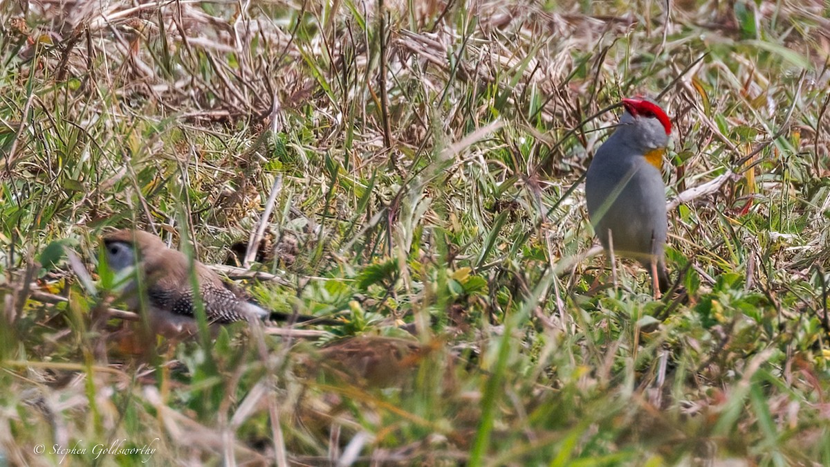 Red-browed Firetail - ML641790192
