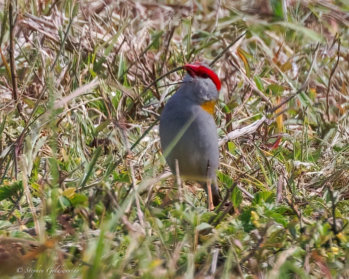 Red-browed Firetail - ML641790193