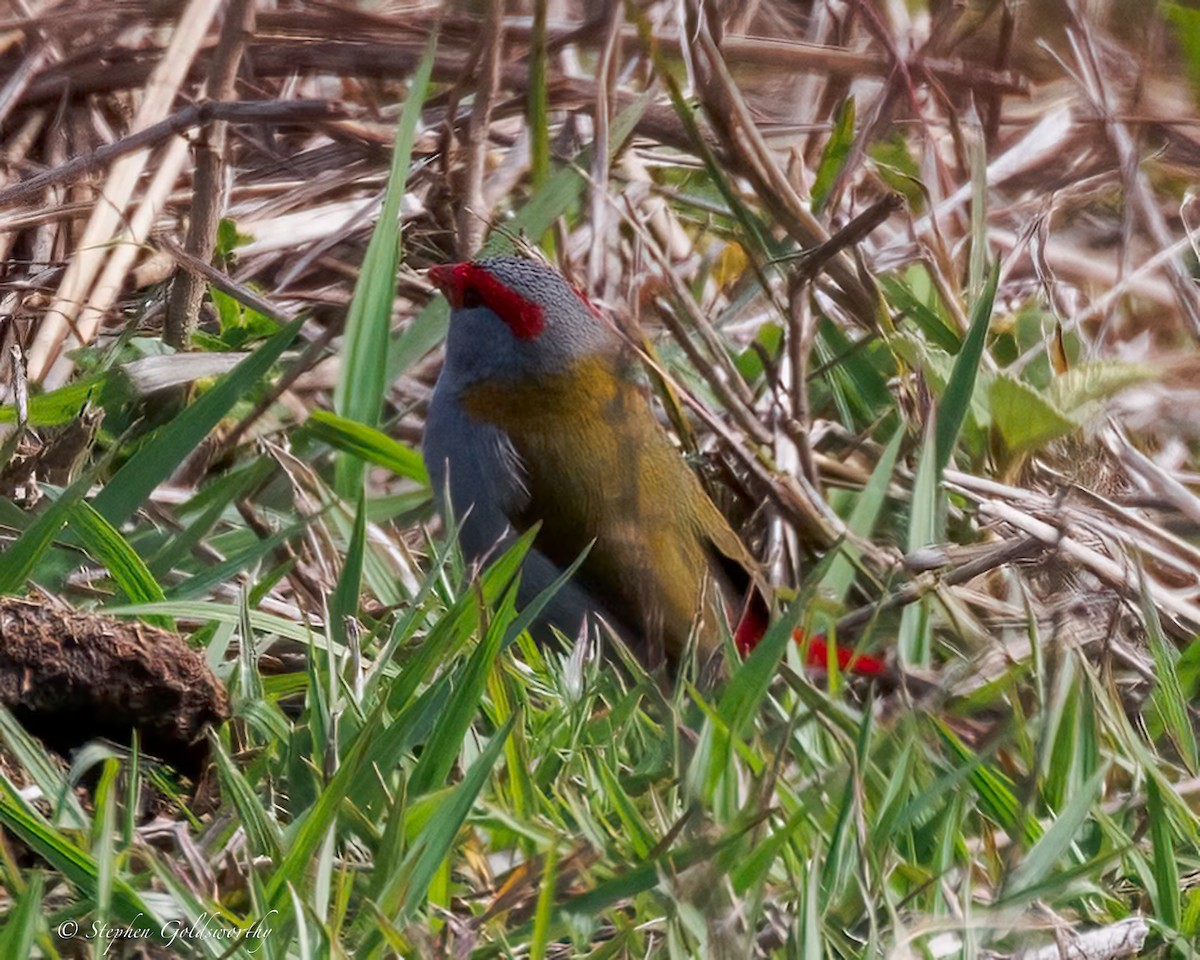 Red-browed Firetail - ML641790194