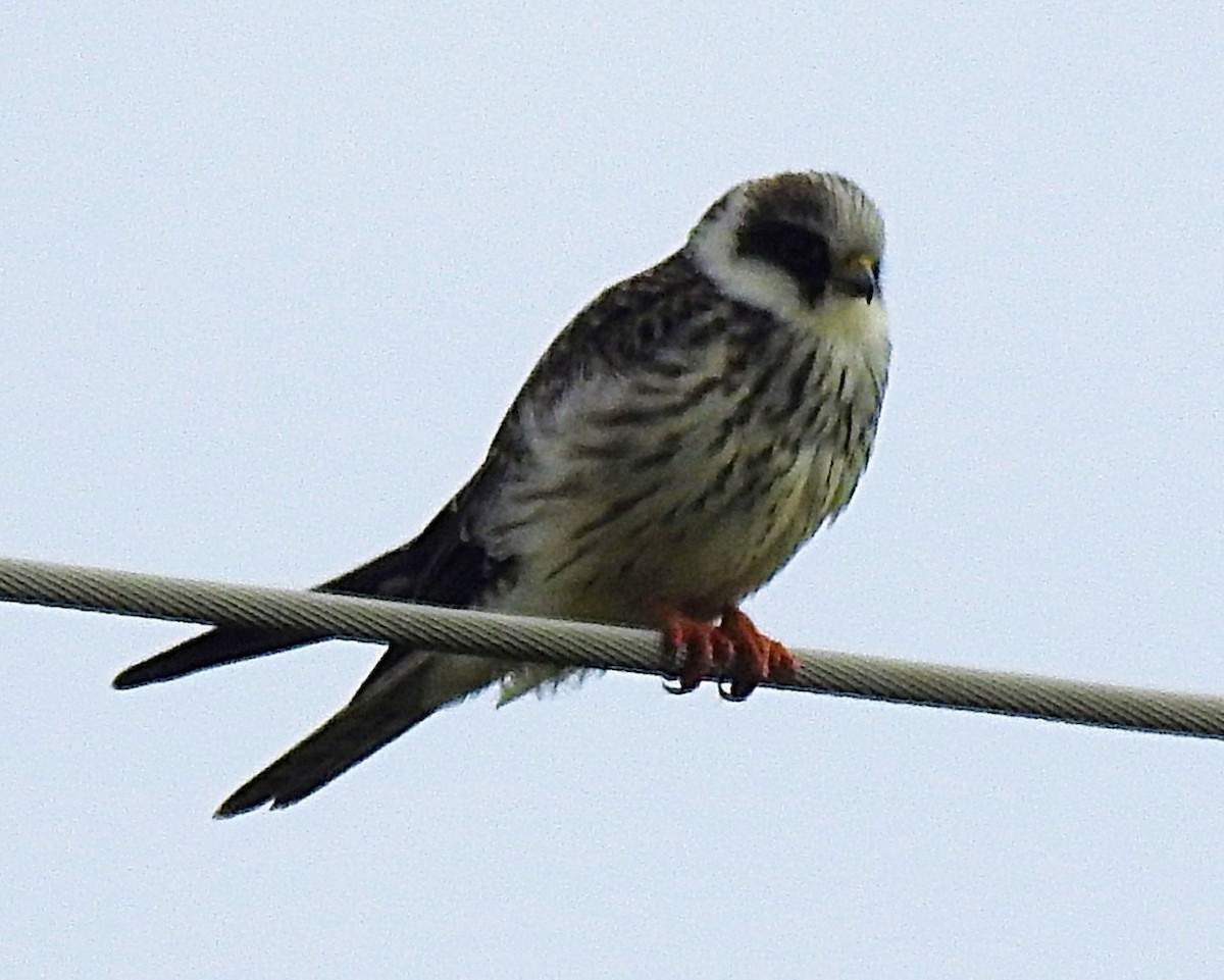 Aladoğan - ML641790246