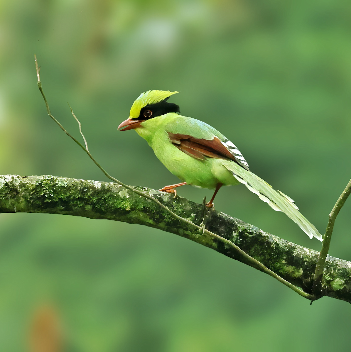 Common Green-Magpie - ML641790254