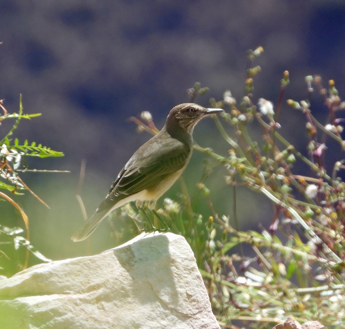 Black-billed Shrike-Tyrant - ML641790267