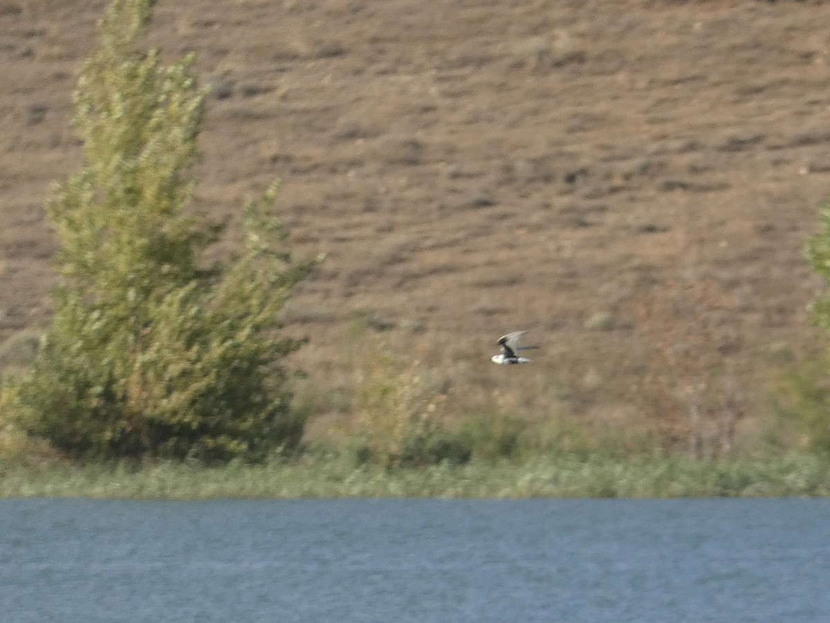 White-winged Tern - ML641790278