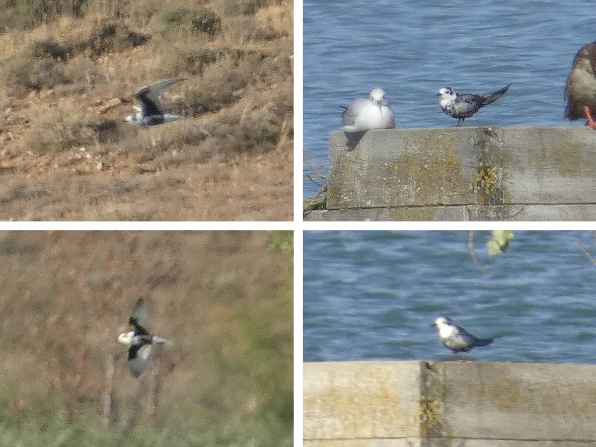 White-winged Tern - ML641790279