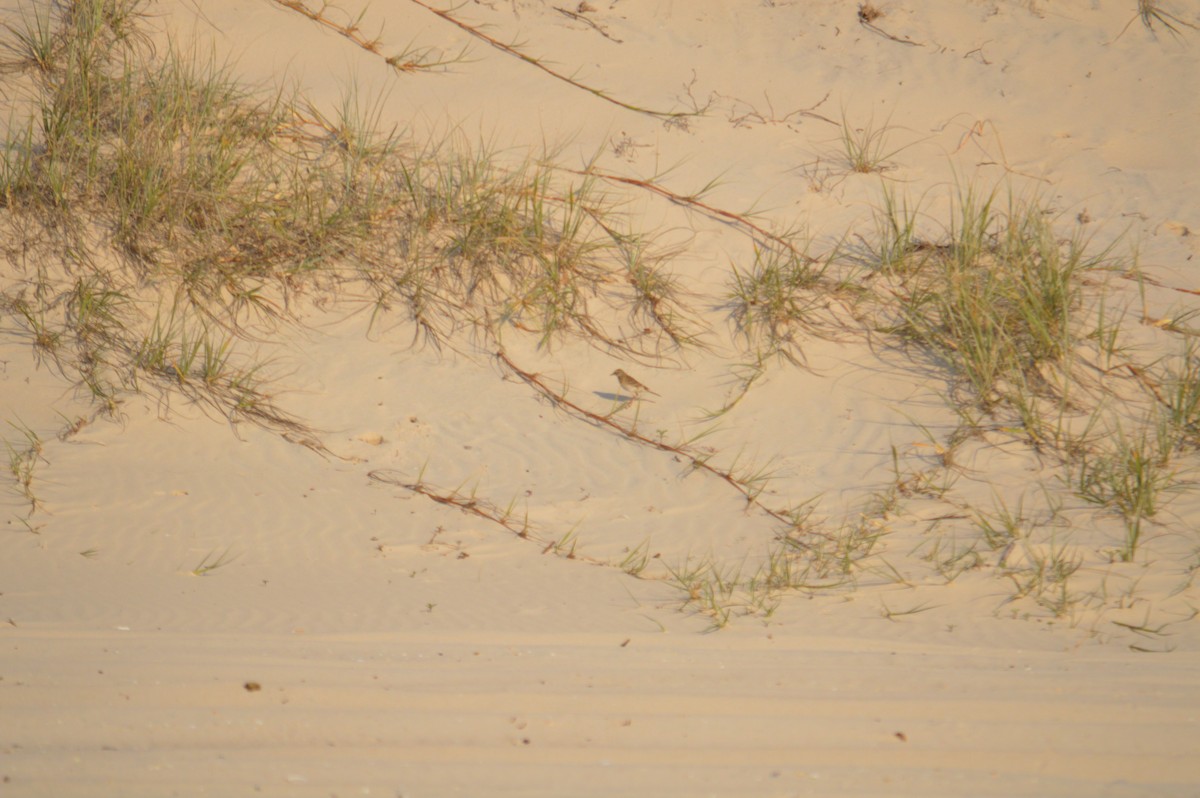 Pipit d'Australie - ML641790281