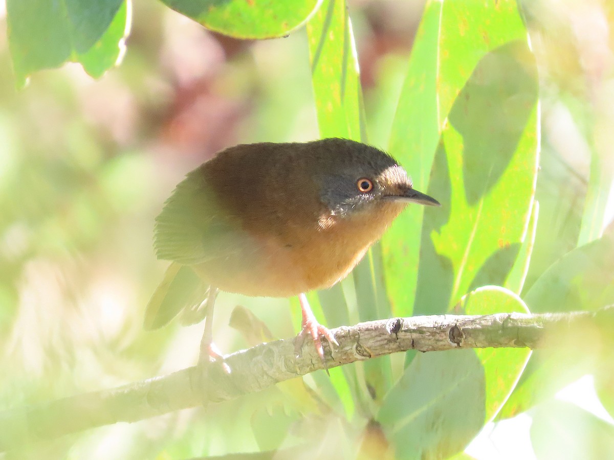 Victorin's Warbler - ML641790313