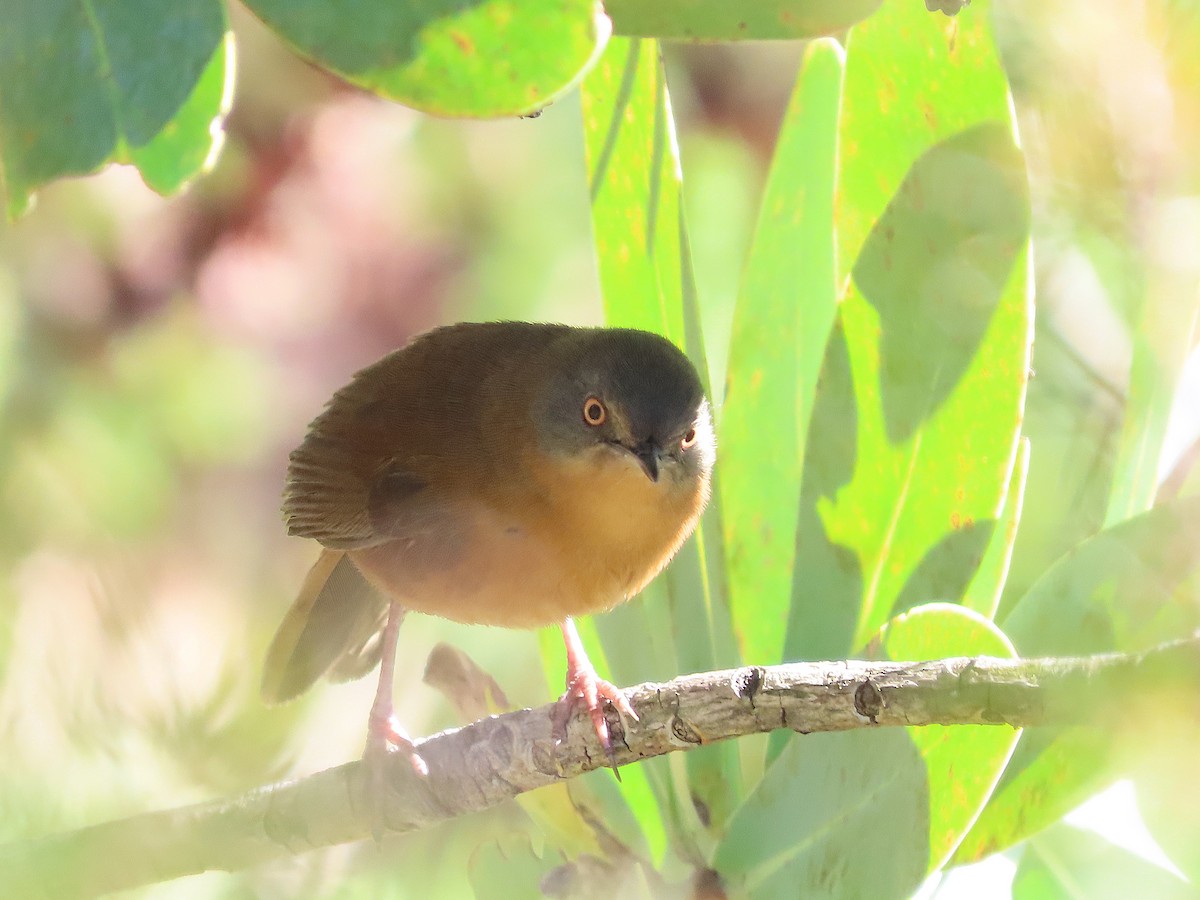 Victorin's Warbler - ML641790314