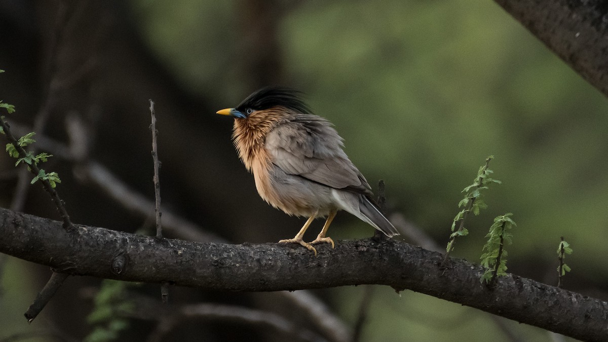 Brahminy Starling - ML641790315