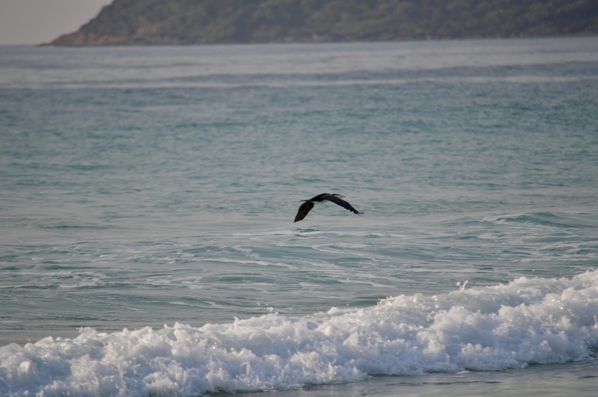 Cormoran varié - ML641790340