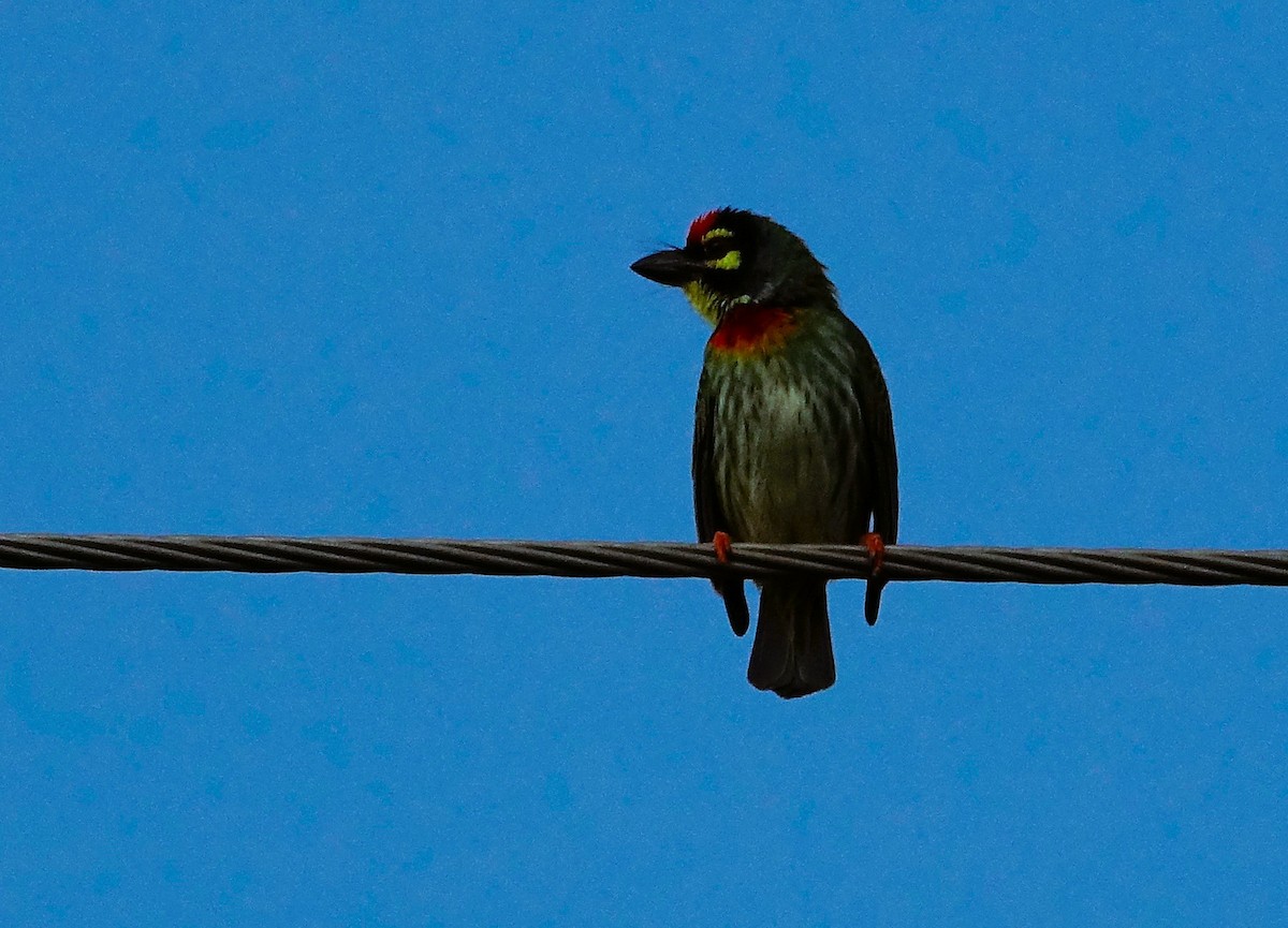 Kupferschmied-Bartvogel - ML641790341