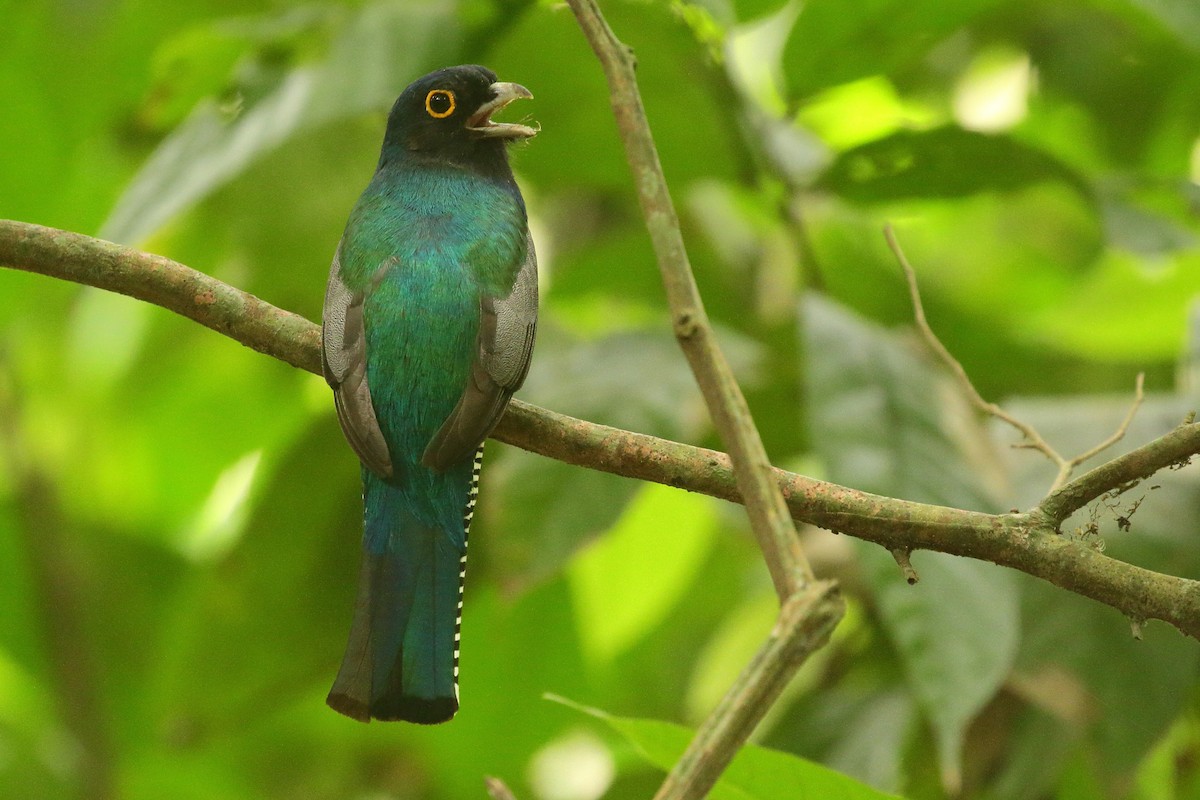 Blue-crowned Trogon - ML641790343