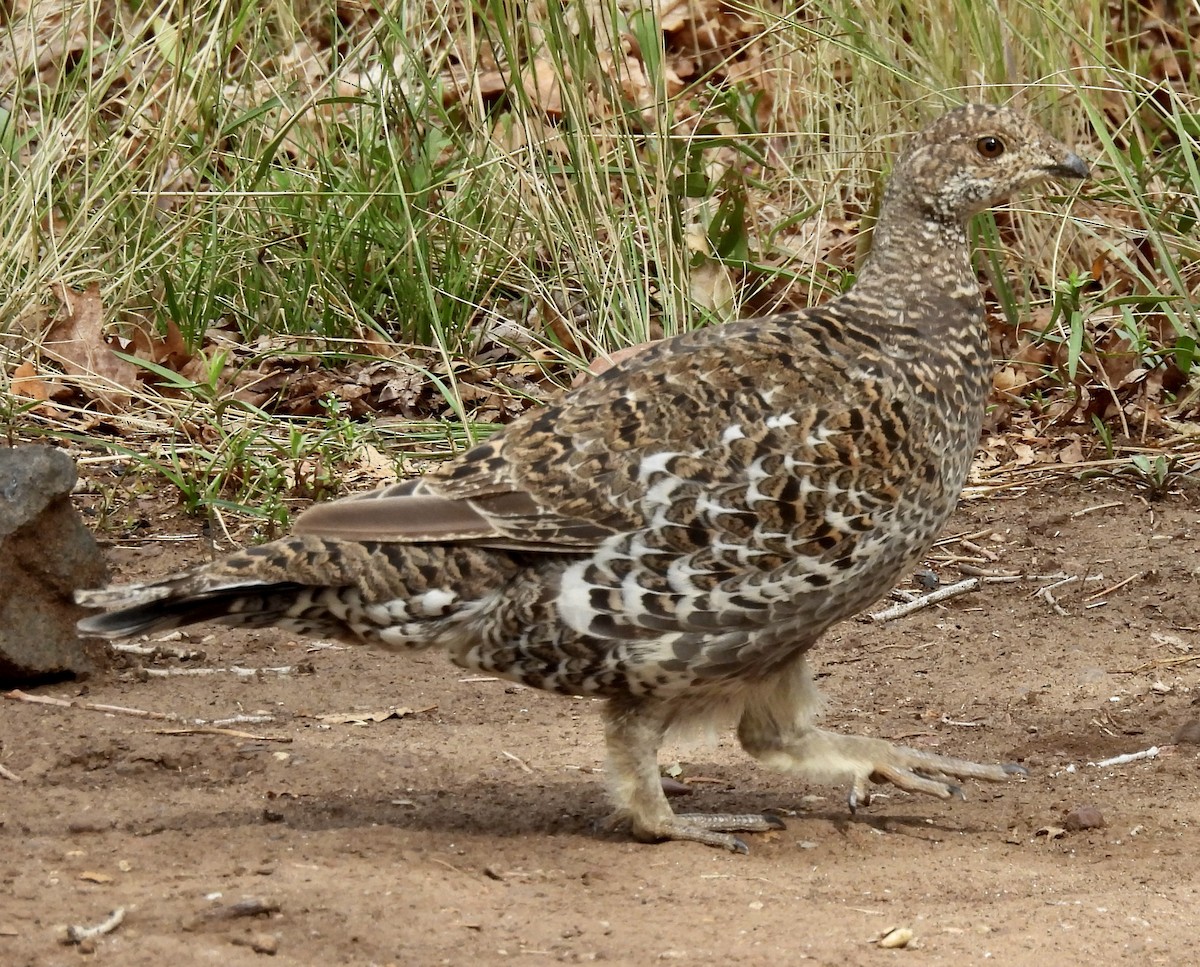 アオライチョウ - ML641790345