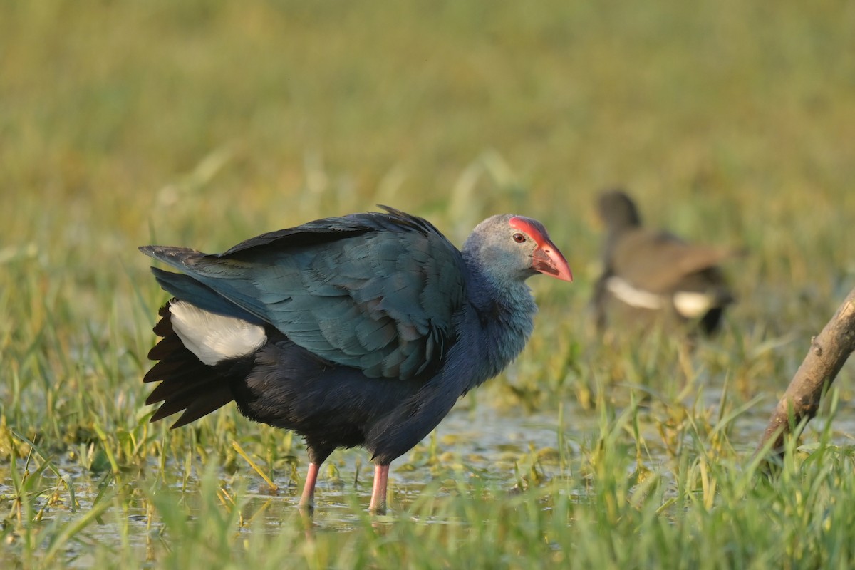 Gray-headed Swamphen - ML641790347