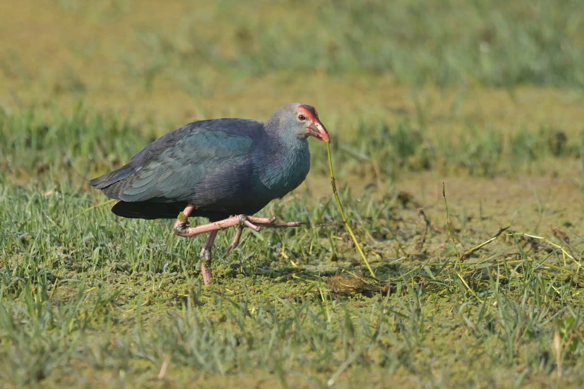 Gray-headed Swamphen - ML641790348