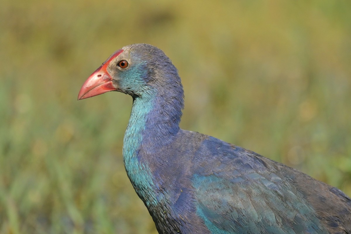 Gray-headed Swamphen - ML641790349
