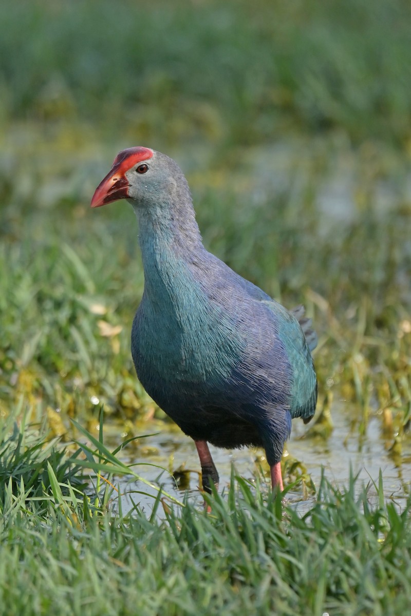 Gray-headed Swamphen - ML641790350