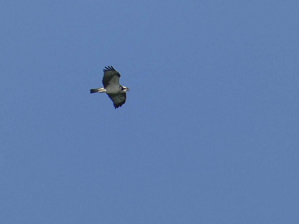 Osprey - ML641790352