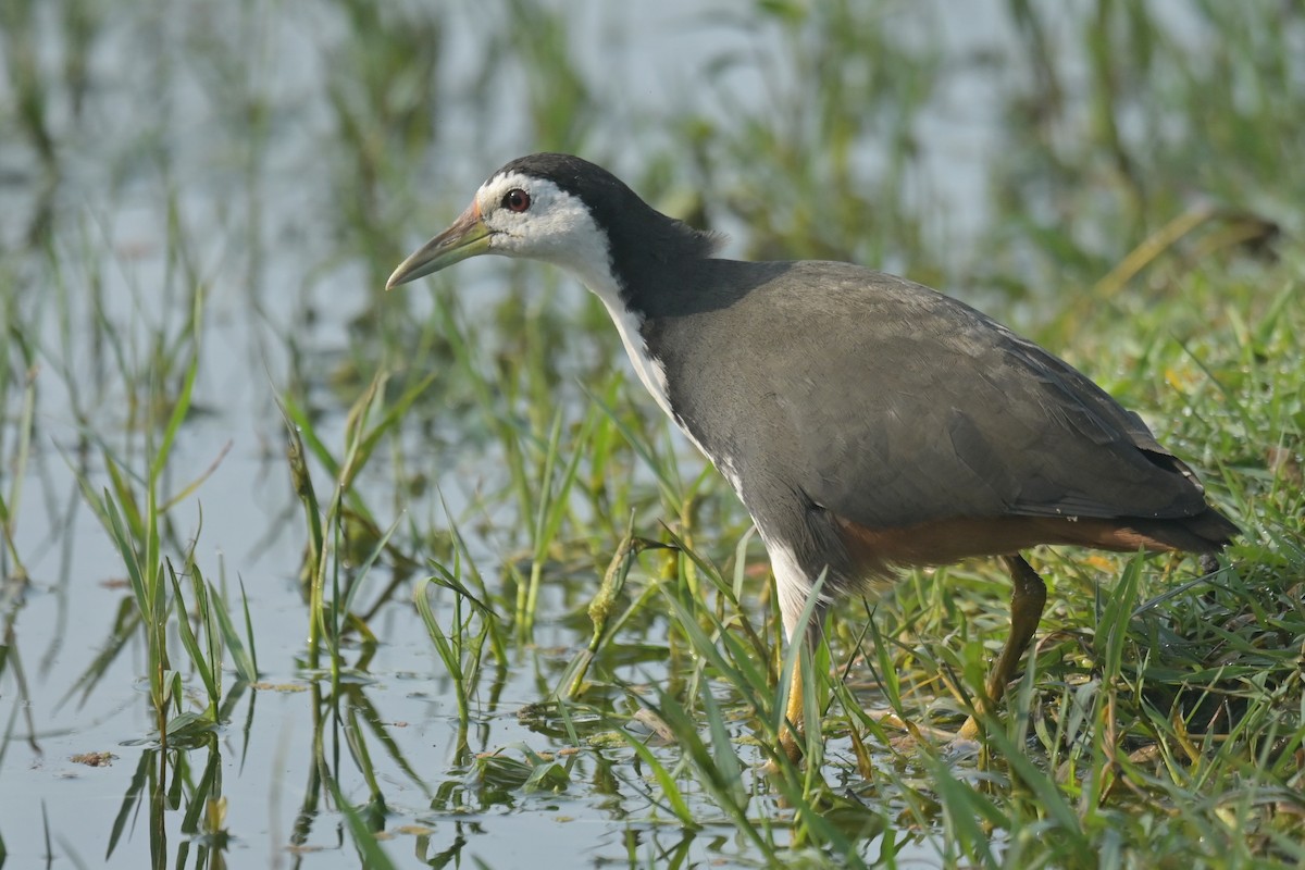 White-breasted Waterhen - ML641790353