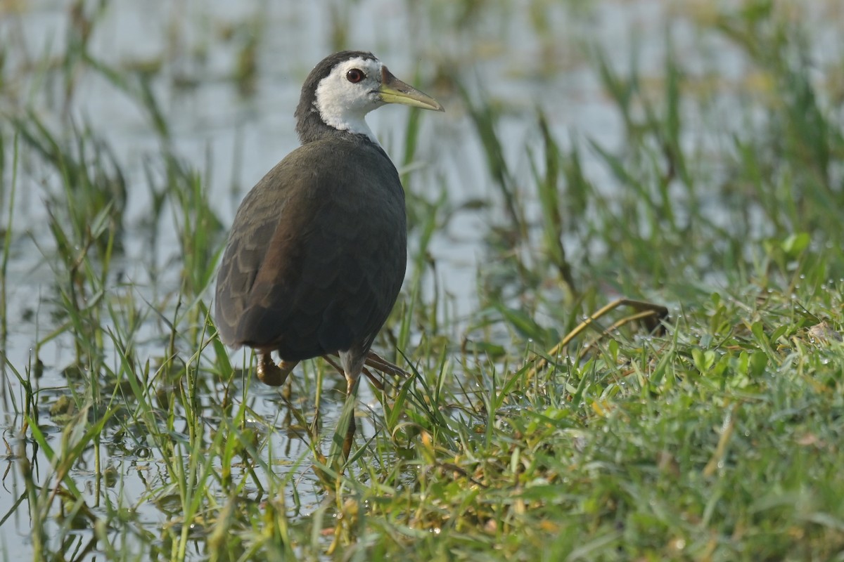White-breasted Waterhen - ML641790354