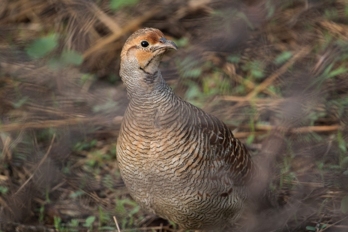 Gray Francolin - ML641790362