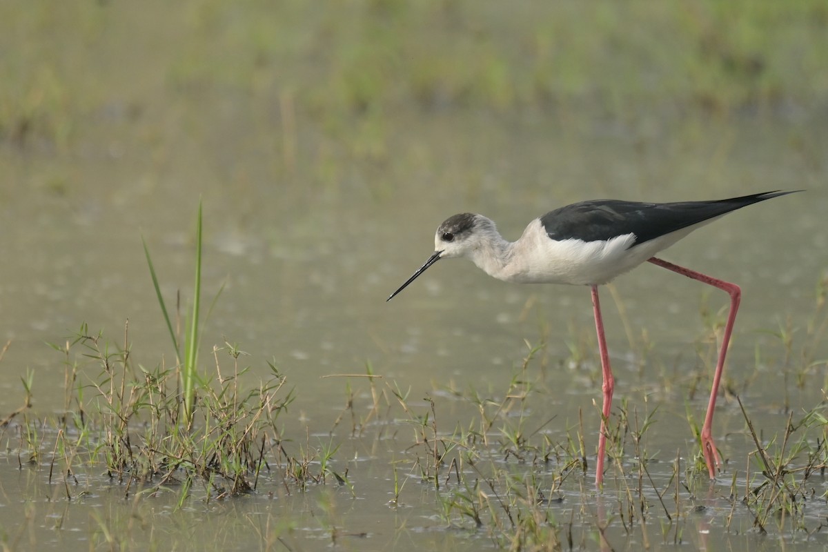 Black-winged Stilt - ML641790363