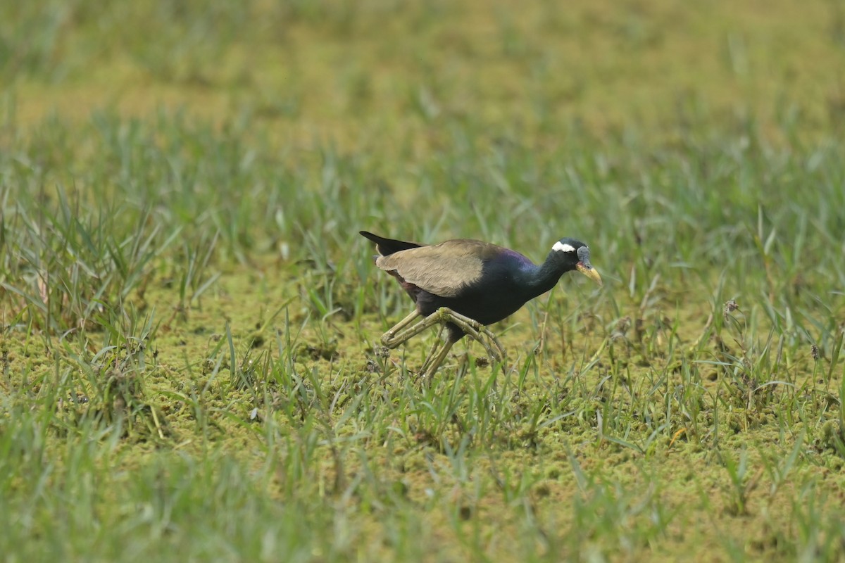 Bronze-winged Jacana - ML641790390