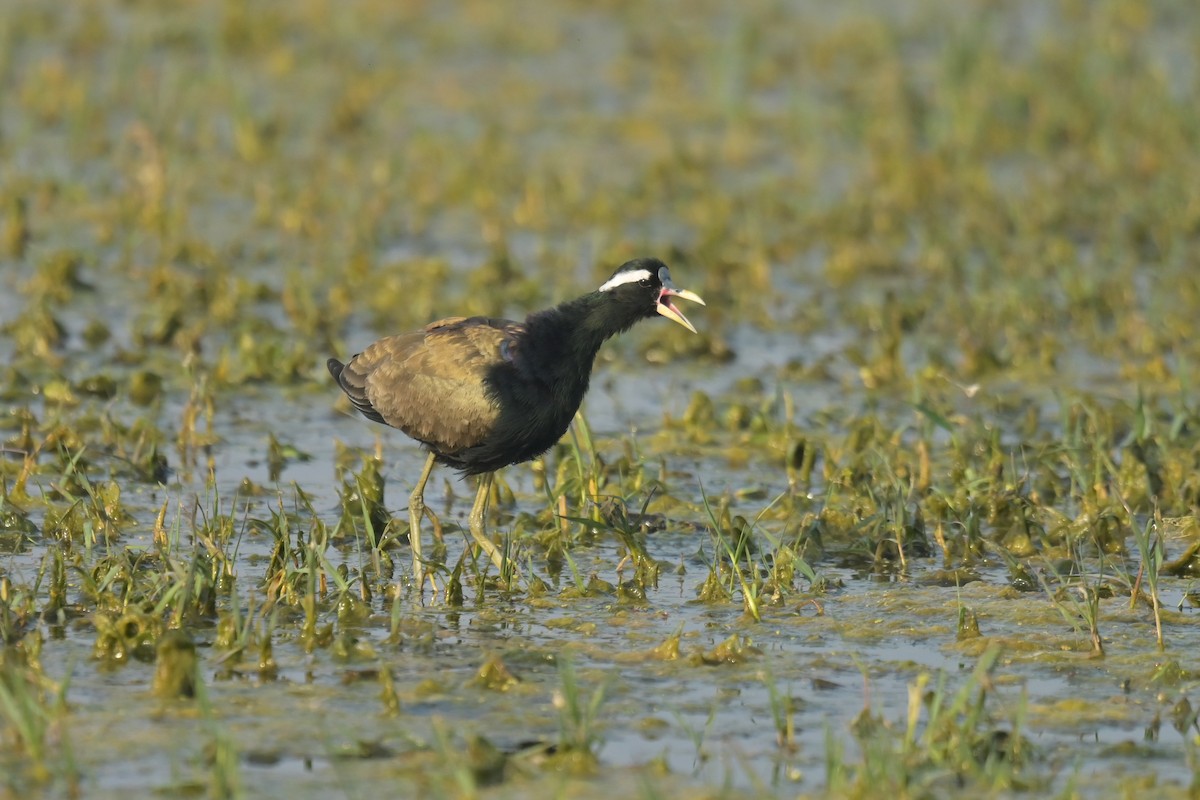 Bronze-winged Jacana - ML641790391