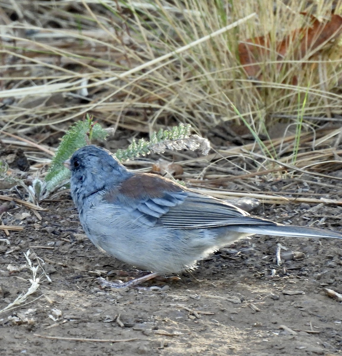 ユキヒメドリ（caniceps） - ML641790392