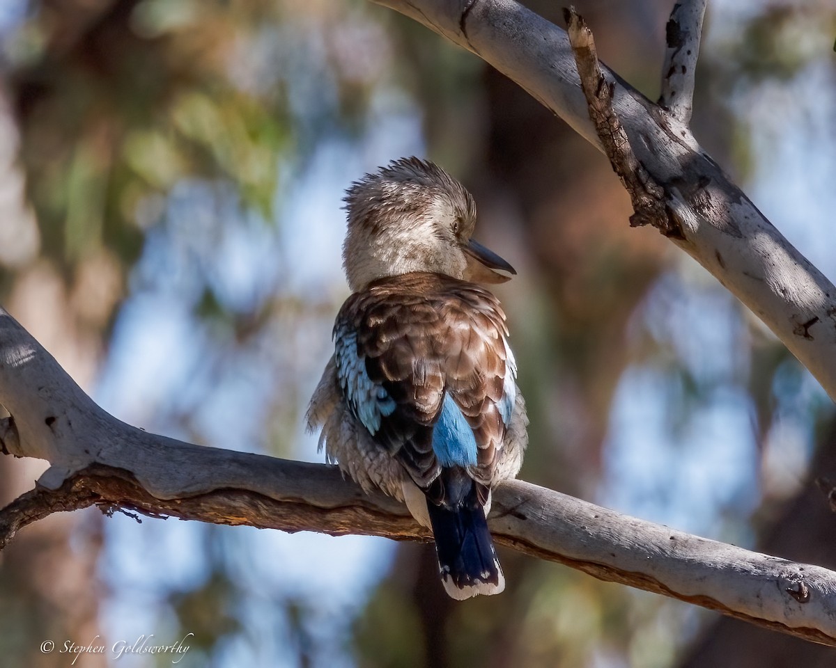 Blue-winged Kookaburra - ML641790406