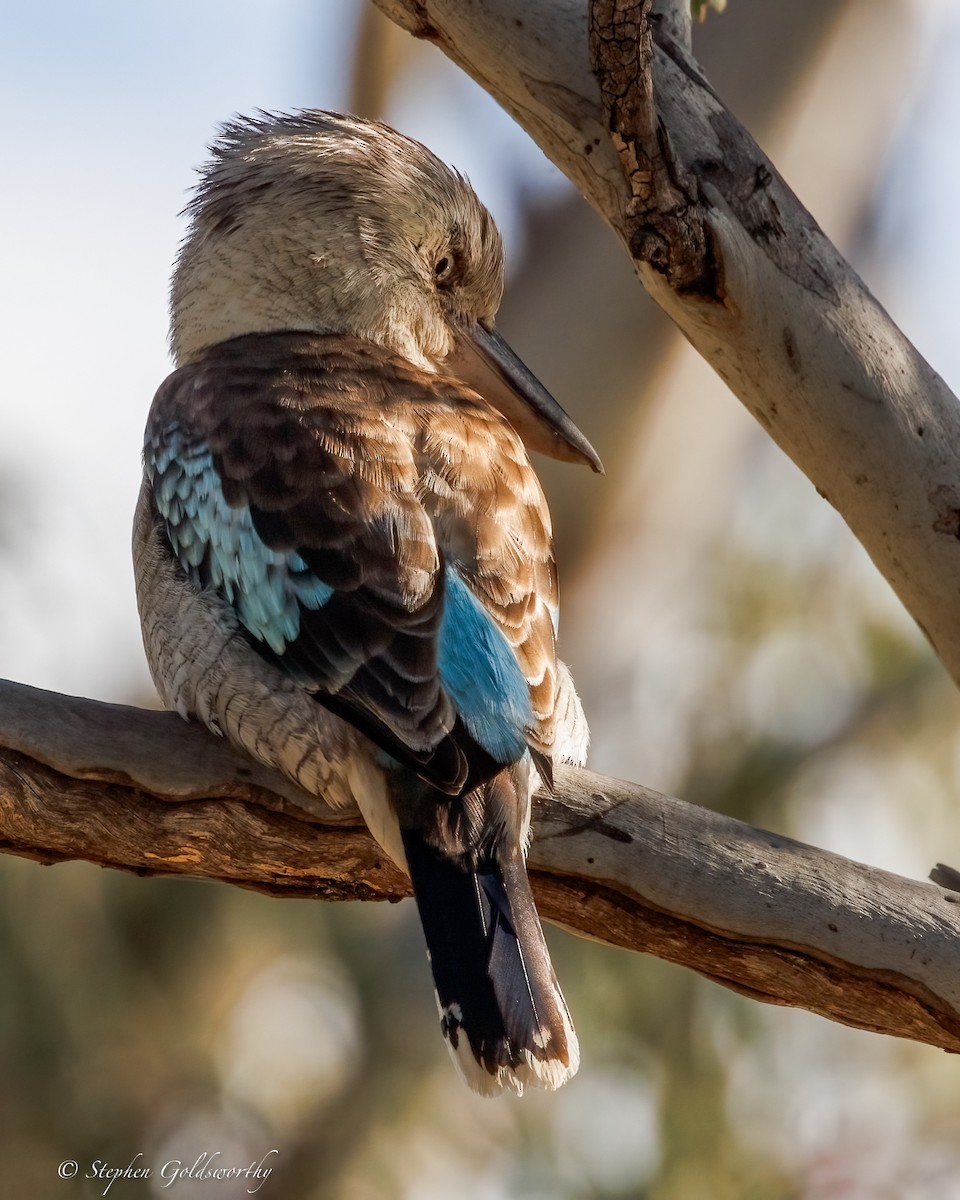 Blue-winged Kookaburra - ML641790408