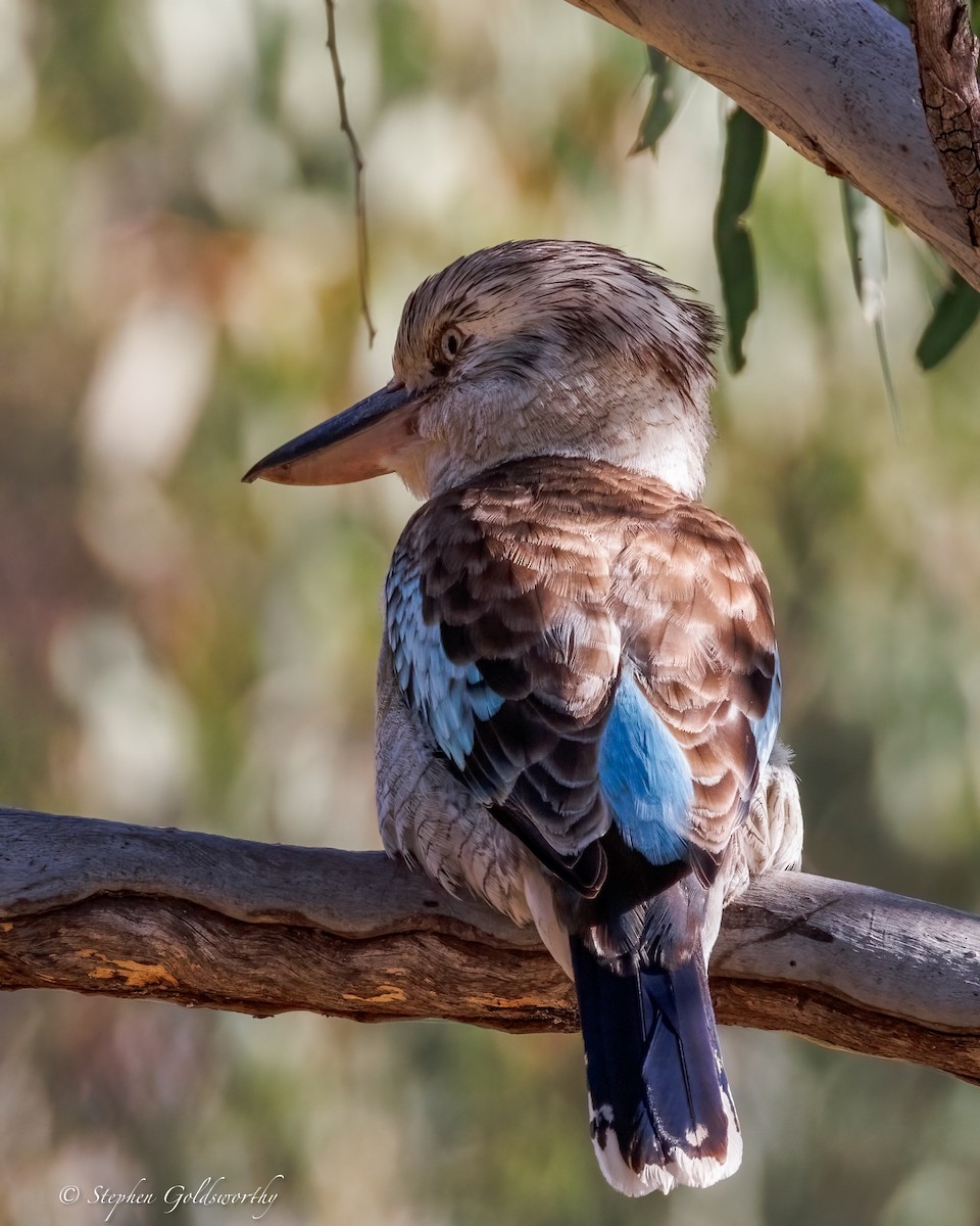 Blue-winged Kookaburra - ML641790409
