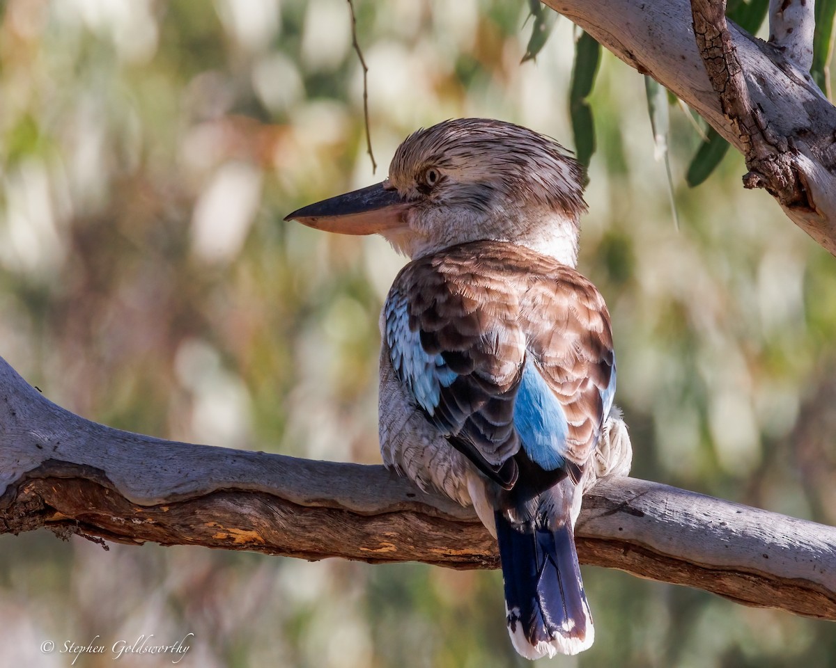 Blue-winged Kookaburra - ML641790410