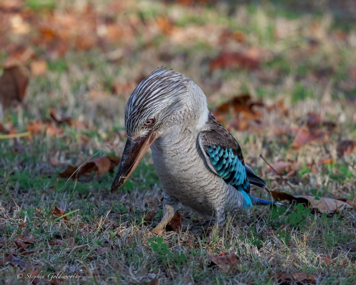 Blue-winged Kookaburra - ML641790411