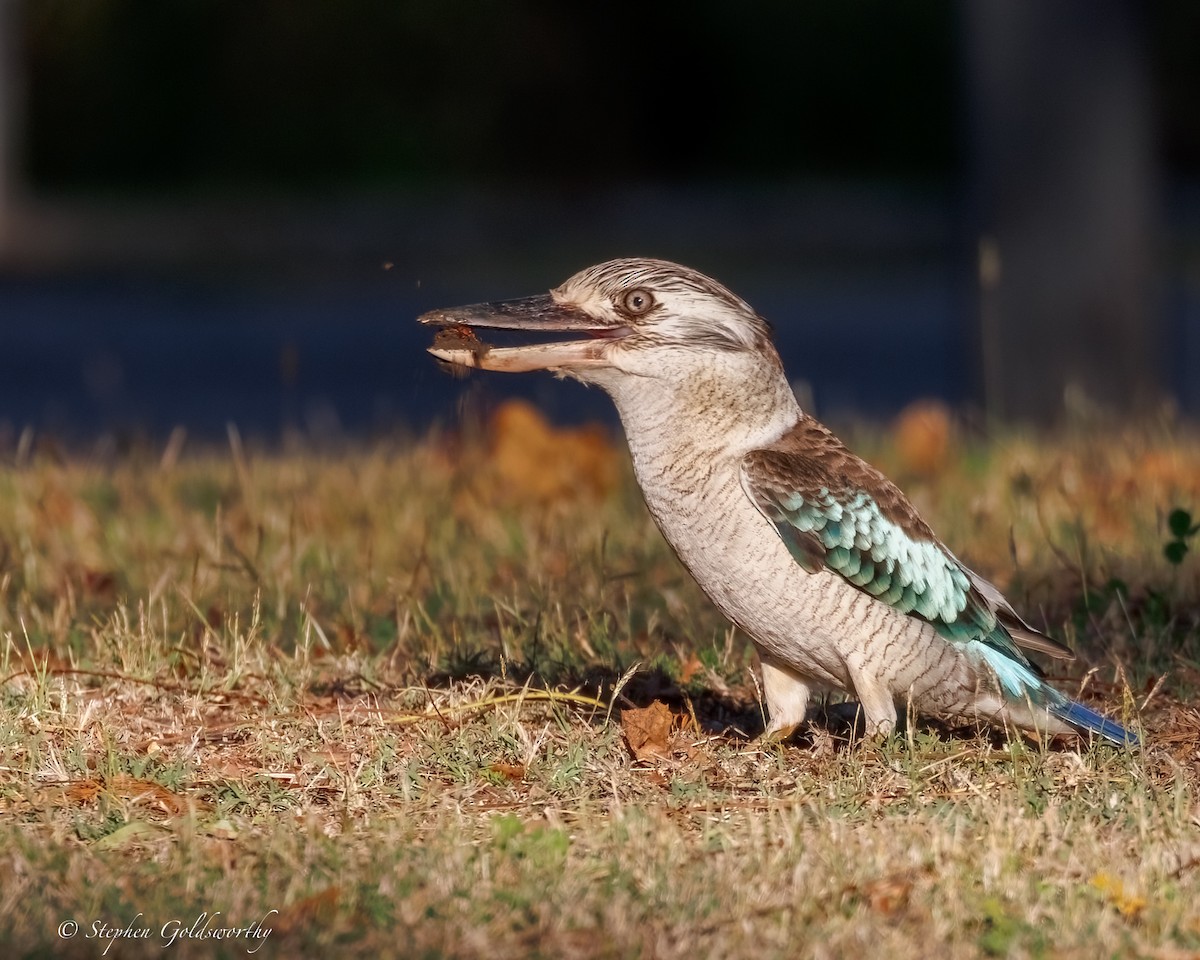Blue-winged Kookaburra - ML641790412