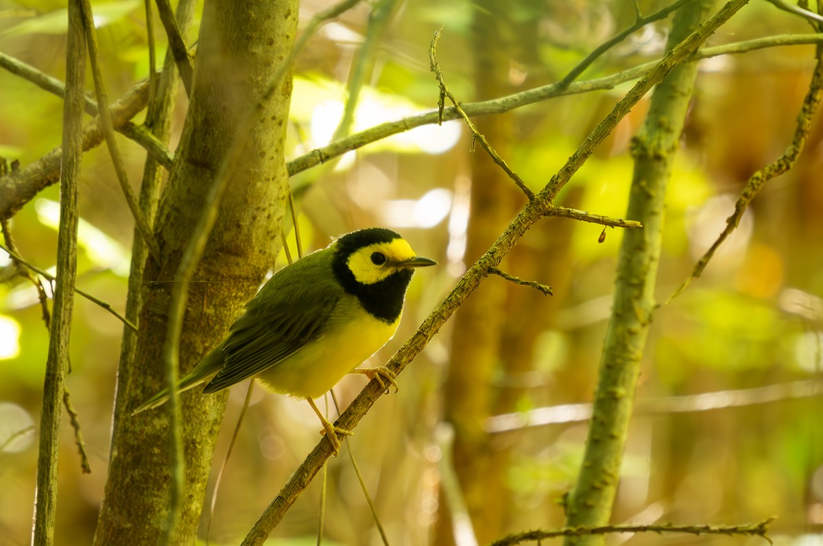 Hooded Warbler - ML641790422