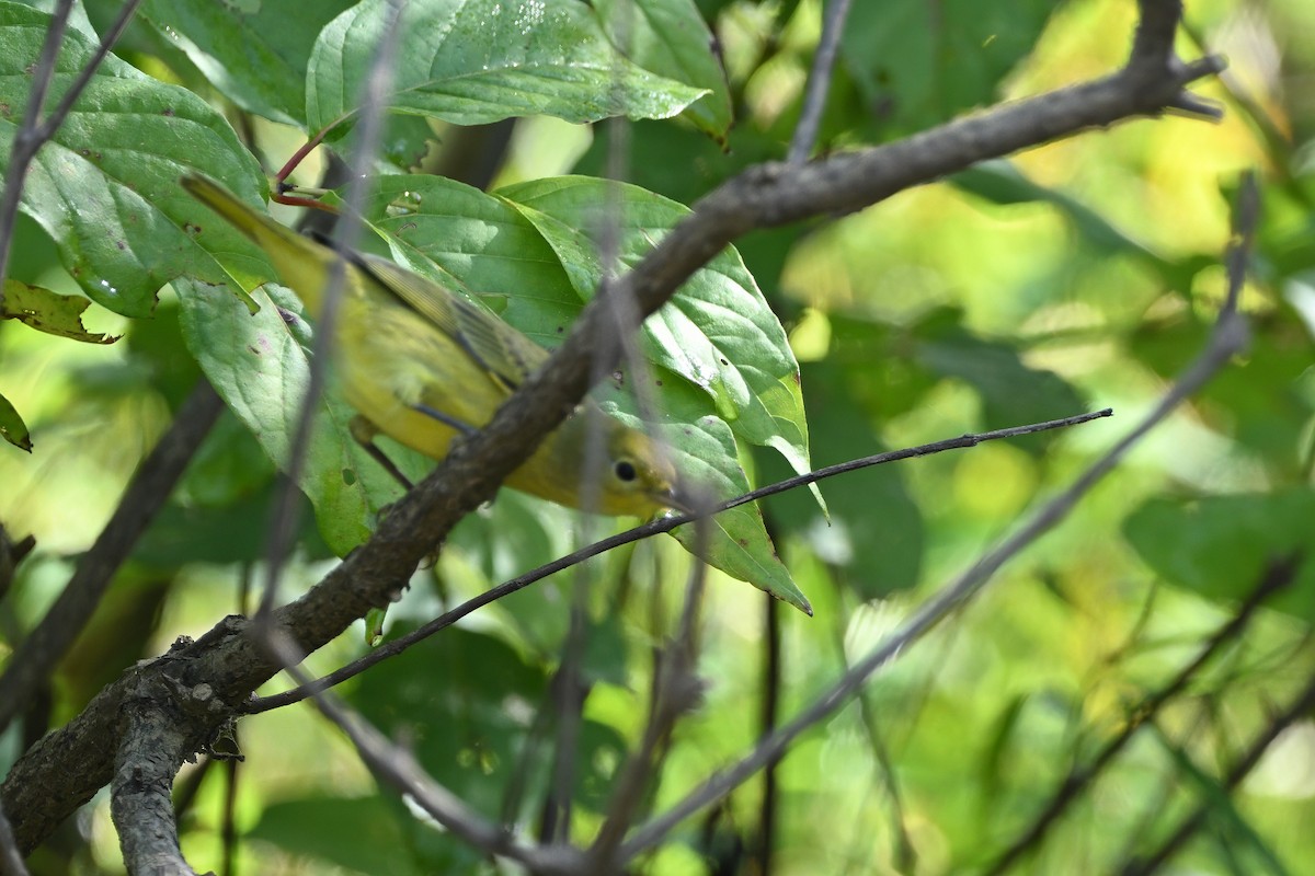 Yellow Warbler (Northern) - ML641790433