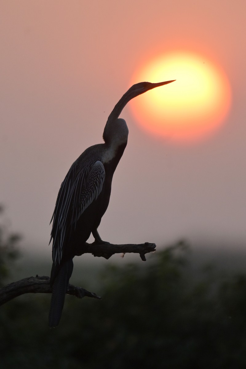 Oriental Darter - ML641790440