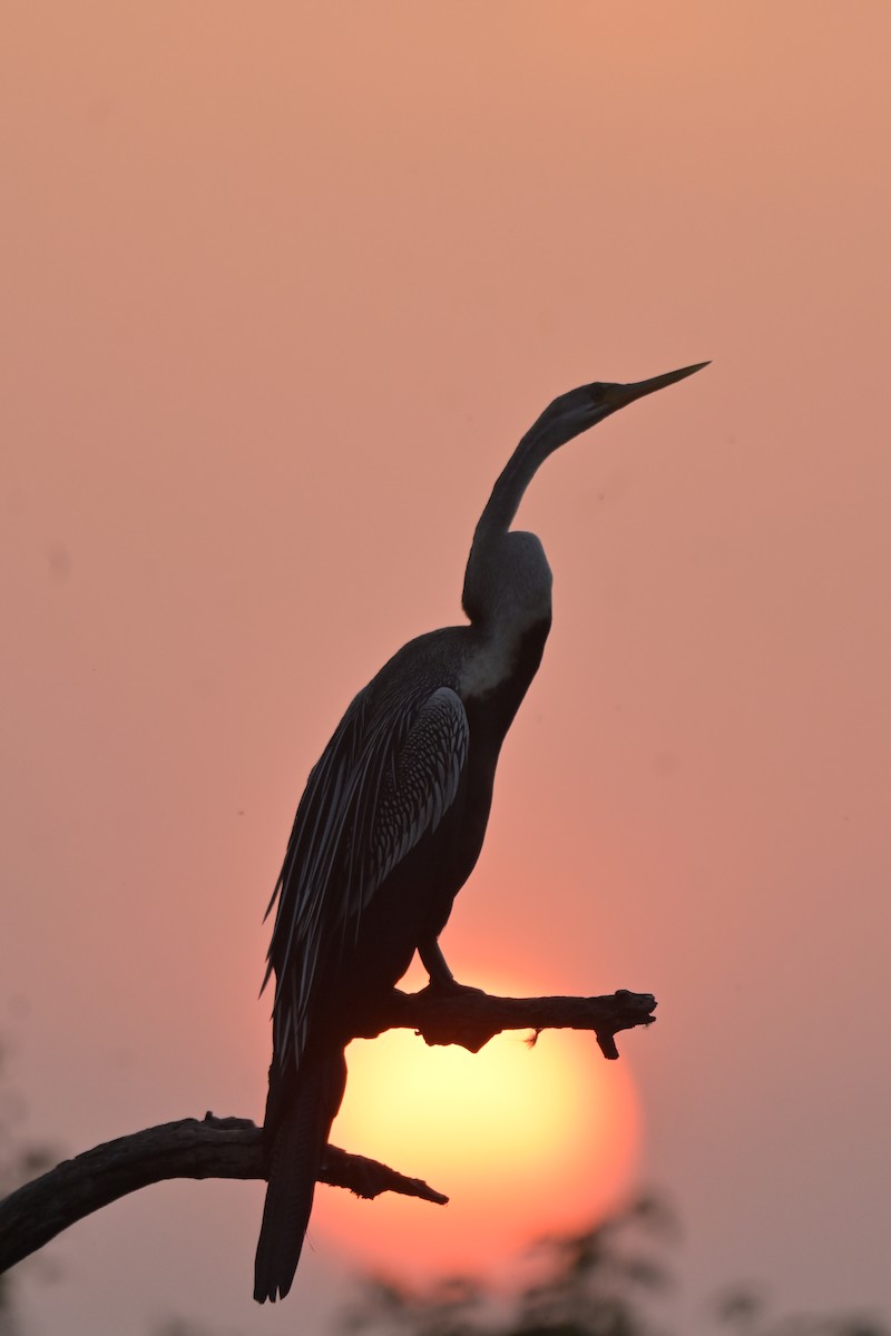 Oriental Darter - ML641790441