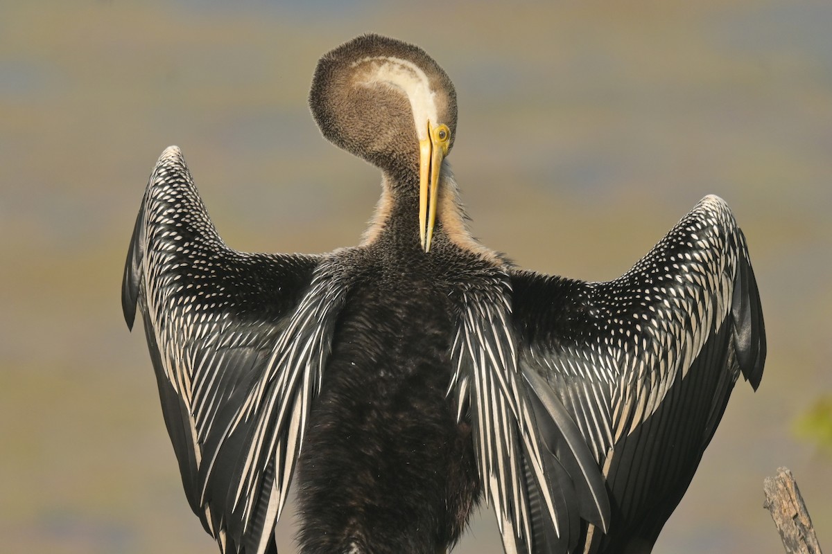 Oriental Darter - ML641790442