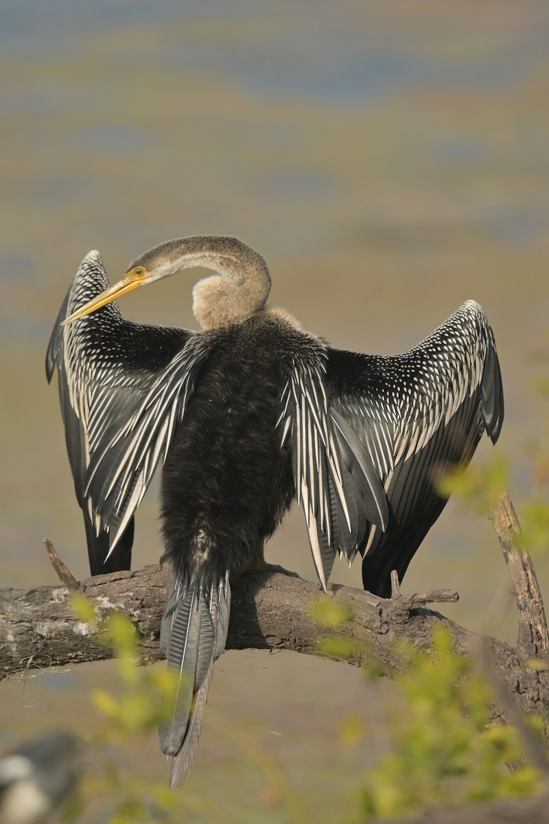 Oriental Darter - ML641790443