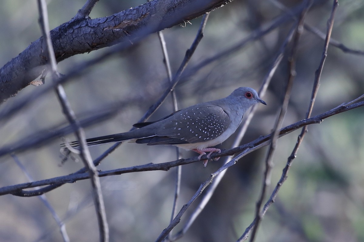 Diamond Dove - ML641790456
