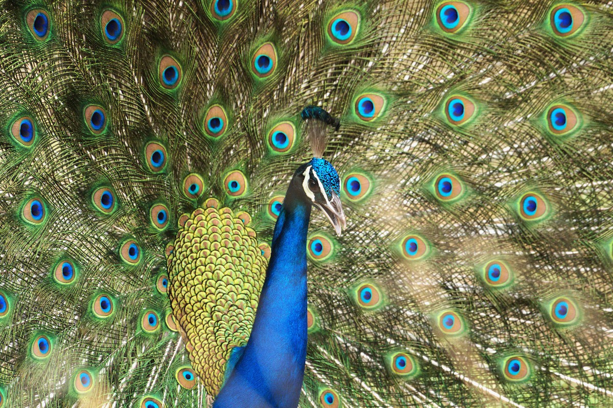 Indian Peafowl - ML641790468